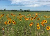 Texas wildflowers