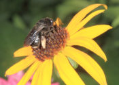 bee on flower