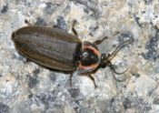 firefly adult