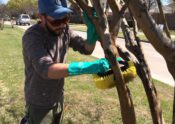 scrubbing crapemyrtle trees for sooty mold