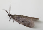 Dobsonfly