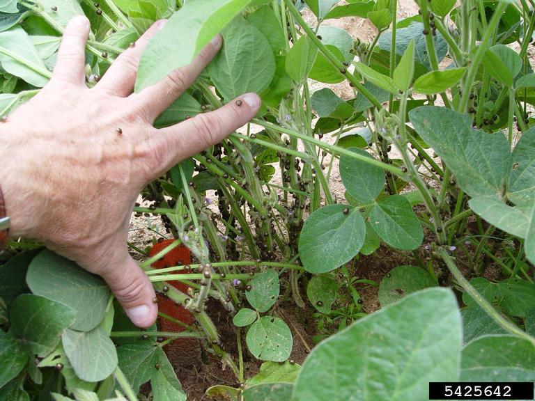 kudzu bug on soybean