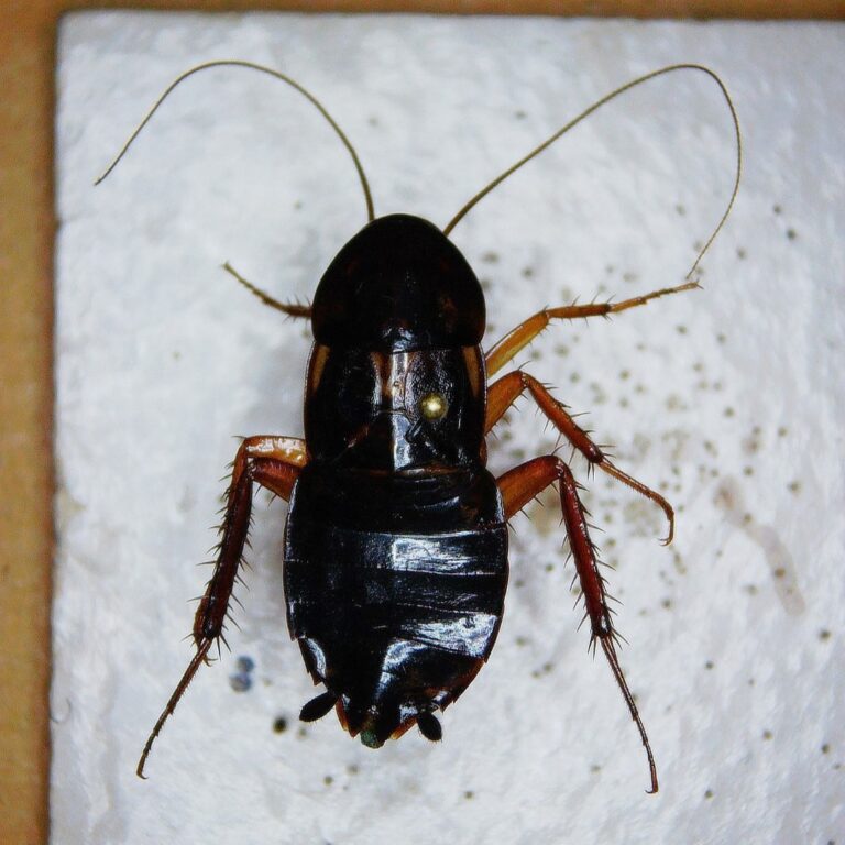 The Turkestan Cockroach: An Emerging Pest in Texas - Insects in the City