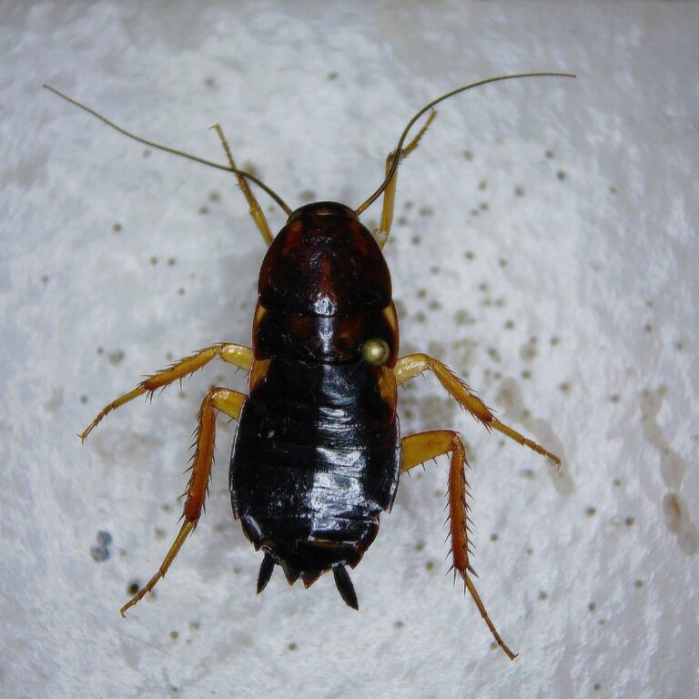 The Turkestan Cockroach: An Emerging Pest in Texas - Insects in the City