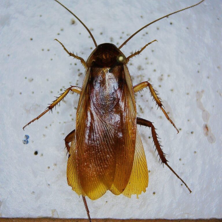 The Turkestan Cockroach: An Emerging Pest in Texas - Insects in the City