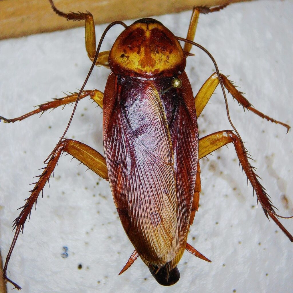 The Turkestan Cockroach: An Emerging Pest in Texas - Insects in the City